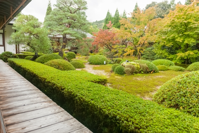 紅葉しかけた雲龍院の庭の樹木の写真。