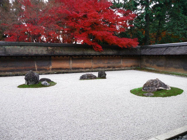 龍安寺:室内から石庭を臨む。石庭の向こう側に紅葉した大きなモミジの木