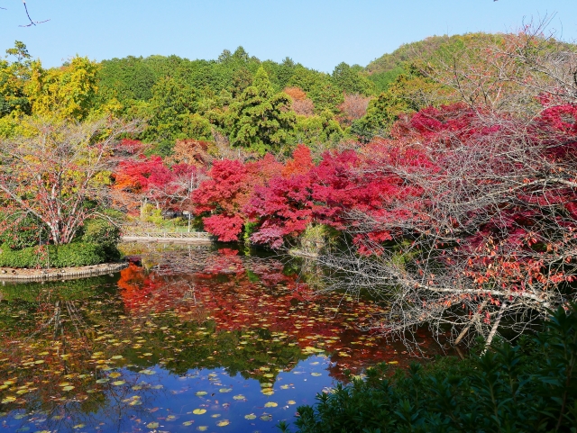 龍安寺:鏡容池の水面に紅葉した木が映る