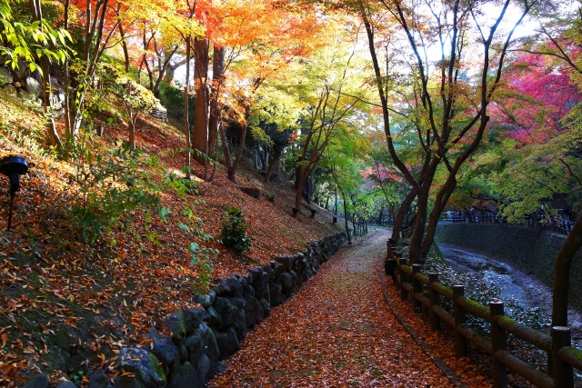 北野天満宮:もみじ苑の斜面に紅葉が積もる
