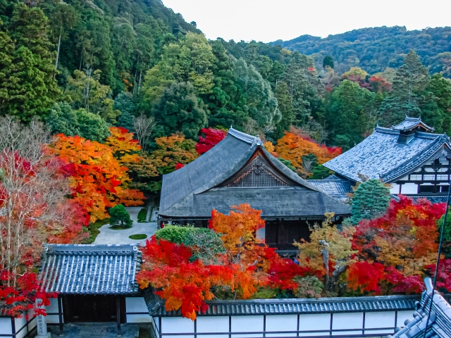 高い位置から見た天授庵。建物の周りを紅葉した木々が囲む。
