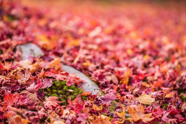 東福寺:落葉した赤い紅葉が積もる