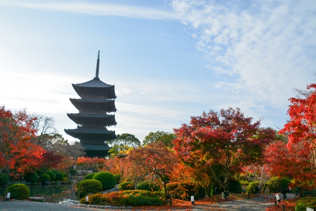 遠くから見た東寺五重の塔。周囲に紅葉した木々。