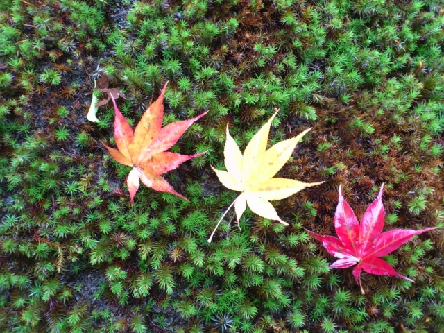 苔の上に三枚の紅葉したモミジの葉