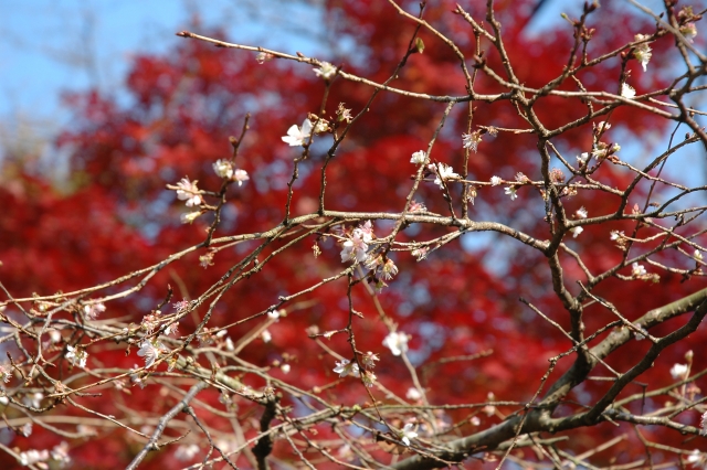 不断桜と紅葉(撮影地は不明)
