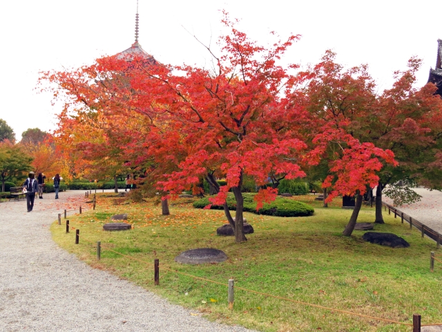東寺:散策路を彩るモミジ