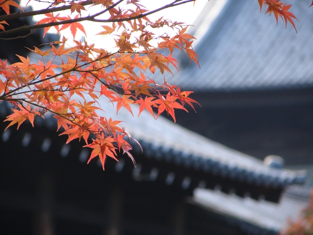 東福寺:建物の手前に色づく紅葉が映る写真