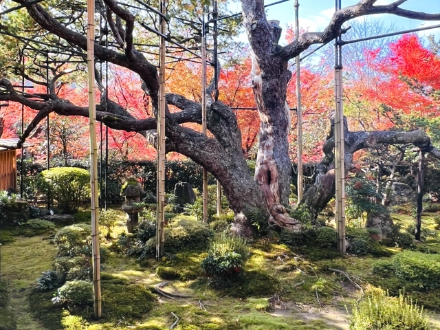 宝泉院:五葉松の後方紅葉したモミジが見える