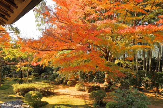 宝泉院:明るい庭に紅葉したモミジ