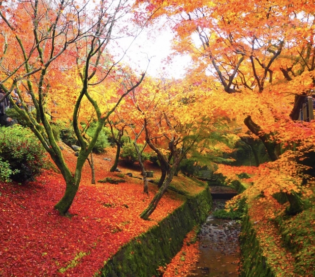 東福寺:小川の脇の斜面に落葉した紅葉が積もる写真