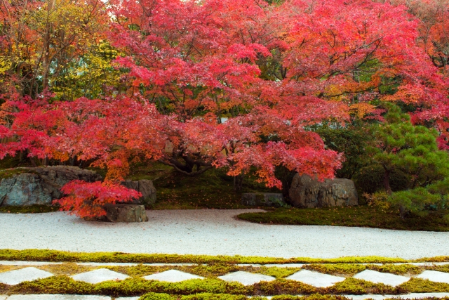天授庵:室内からみた秋の庭。白砂と紅葉。